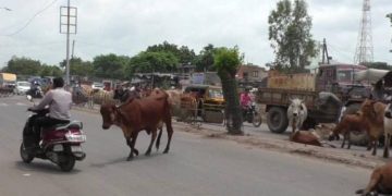 જામનગર મહાનગરપાલિકા જાગો…આ વિસ્તારમા મહિલાને ખુંટીયા એ લીધી હડફેટ અને નીપજ્યું મોત