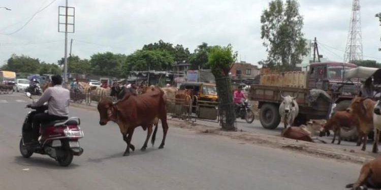 જામનગર મહાનગરપાલિકા જાગો…આ વિસ્તારમા મહિલાને ખુંટીયા એ લીધી હડફેટ અને નીપજ્યું મોત