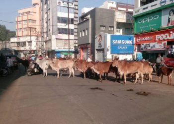 જામનગર શહેર બન્યું ઢોરવાડો