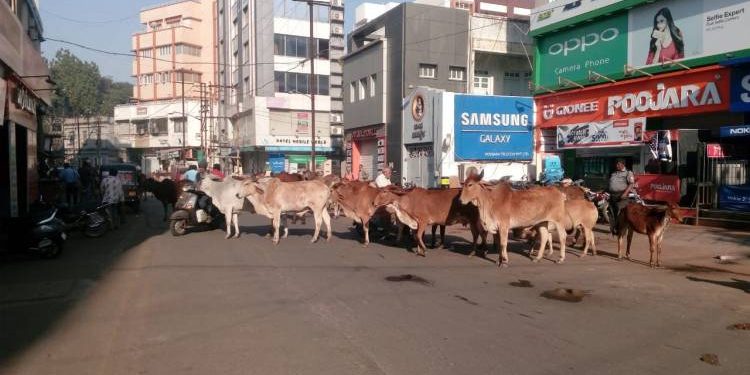 જામનગર શહેર બન્યું ઢોરવાડો