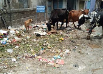 જોઈ લો…મેયરનો વોર્ડ કેવો ચોખ્ખોચણાક છે…!!