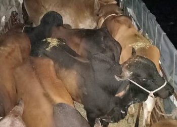 પશુપ્રત્યે ઘાતકીપણું રાખવા અંગે જીલ્લા ભાજપ ઉપપ્રમુખ અને લતીપરના સરપંચ સહિત ૧૧ સામે નોંધાયો ગુન્હો