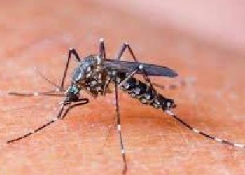 ડેન્ગ્યું એ લીધો વધુ એક ભોગ…