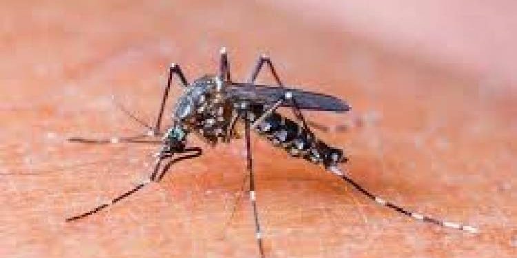 ડેન્ગ્યું એ લીધો વધુ એક ભોગ…