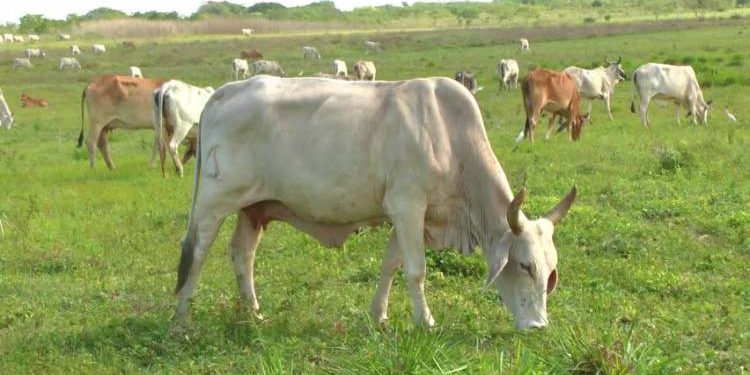 દ્વારકા જિલ્લામા કંપનીઓને પધરાવાયેલા ગૌચર સામે બીજી જમીન ન મેળવાઇ