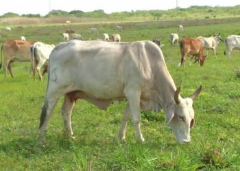 કૃષિ મંત્રી R.C.ફળદુના જીલ્લામાં ગૌચરની ૨ લાખ ચો.મી ઉપરાંતની જમીનમાં દબાણ