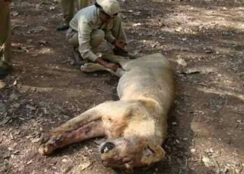 સિંહના મોત,CMનું  નિવેદન