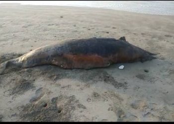 ૭ ફૂટની મૃત ડોલ્ફીનમળી…
