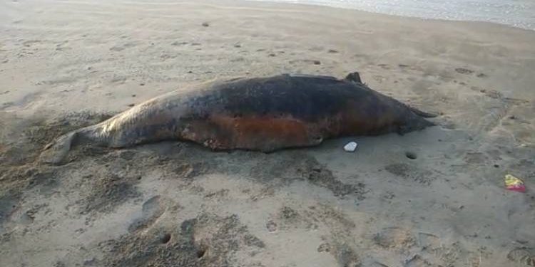 ૭ ફૂટની મૃત ડોલ્ફીનમળી…