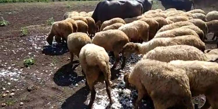 શા માટે બજરંગપુર ગામમાં ખેડૂતોએ લસણ,ડુંગળી ઘેટાબકરાને ખવડાવી દીધા..