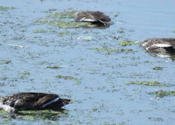 રાજ્યમાં સિંહોના મોત બાદ,જામનગરના તળાવમાં ૬ સ્પોટબીલડ્કના થયા મોત 