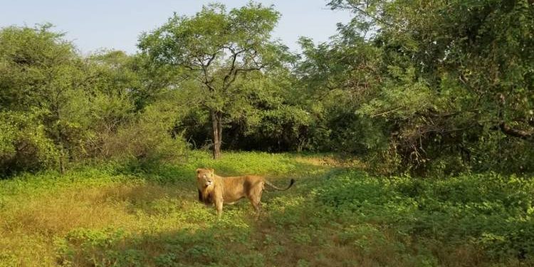 સિંહ પર ફરી સંકટ? અમરેલી ધારીના આંબરડી રેન્જમાં વધુ એક સિંહ બીમાર..