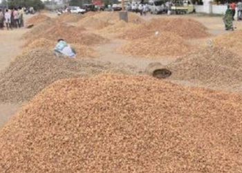 જોડીયાના ખેડૂતો મગફળી ખરીદી મામલે પરેશાન