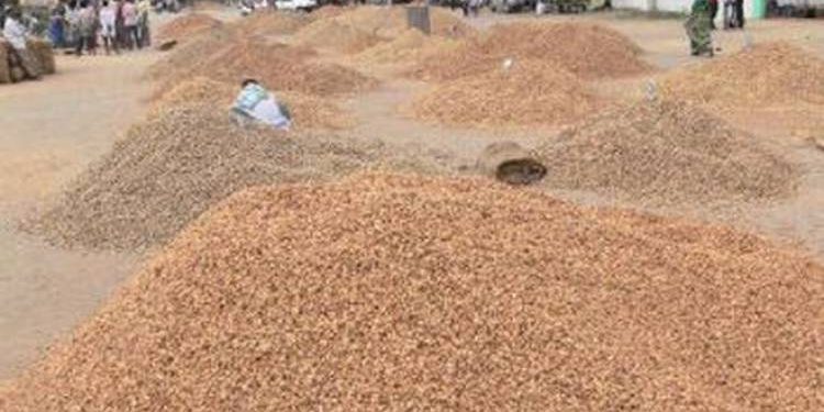 જોડીયાના ખેડૂતો મગફળી ખરીદી મામલે પરેશાન