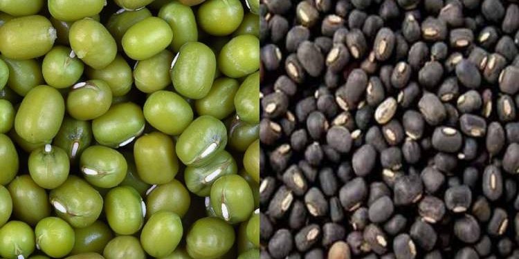 મગફળીની ખરીદીમાં પણ ફરિયાદો વચ્ચે રાજયના ખેડૂતો પાસેથી ટેકાના ભાવે મગ અને અડદની ખરીદીનો નિણર્ય