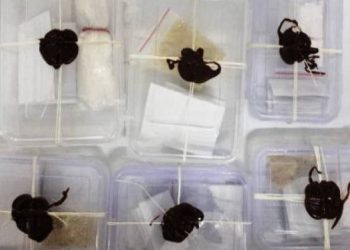 રાજકોટમાંથી ઝડપાયું નશાનું નેટવર્ક…