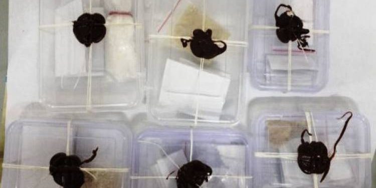 રાજકોટમાંથી ઝડપાયું નશાનું નેટવર્ક…