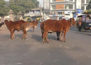 જામનગરના રસ્તા ઢોરવાડો બની રહ્યા છે,તંત્ર હવે તો જાગો..