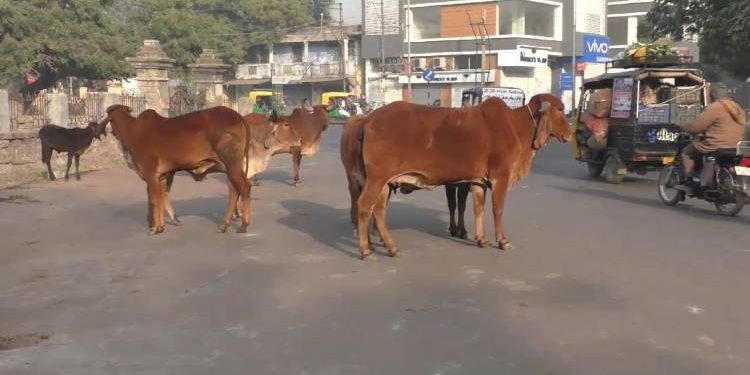 જામનગરના રસ્તા ઢોરવાડો બની રહ્યા છે,તંત્ર હવે તો જાગો..