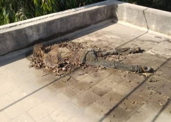 સ્મશાનમા છત પરથી મળી યુવકની લાશ,રહસ્યના તાણાવાણા..