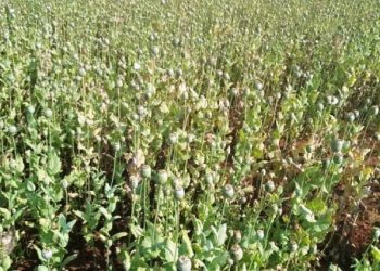 SOGને હાથ લાગ્યું અફીણનું વાવેતર