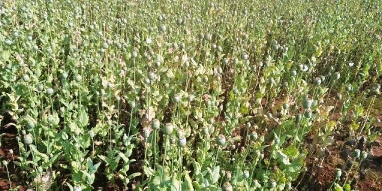 SOGને હાથ લાગ્યું અફીણનું વાવેતર
