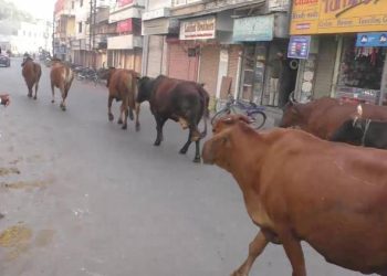 ખુંટીયાએ લીધો વધુ એકનો ભોગ..તંત્ર હવે તો જાગો…
