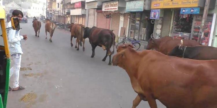 ….તો શહેરી વિસ્તારમાં રસ્તે રઝળતા ઢોરની સમસ્યાનો આંશિક નિવેડો તો આવી જ જશે