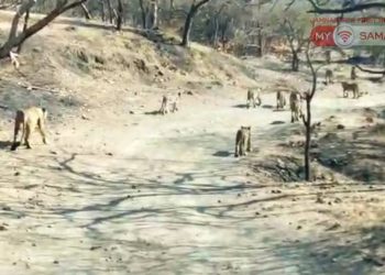 કોણ કહે છે સિંહના ટોળા ના હોય…આ રહ્યા