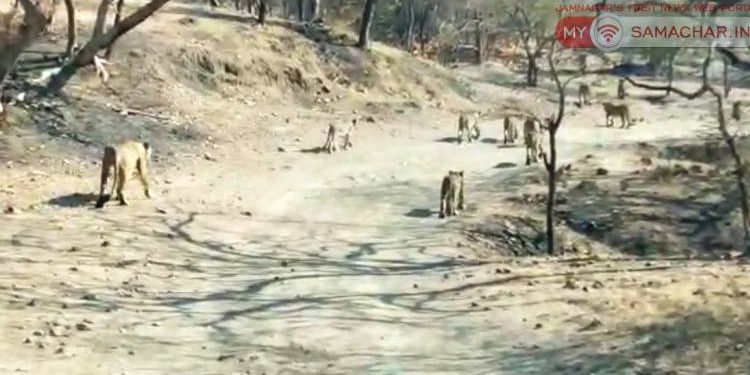 કોણ કહે છે સિંહના ટોળા ના હોય…આ રહ્યા