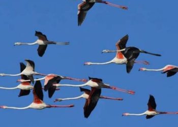 જામનગરના ફોટોજર્નાલીસ્ટની બે તસ્વીરોને નેશનલ જીયોગ્રાફી વાઇલ્ડ બર્ડ ટ્રસ્ટના બ્લોગમાં સ્થાન મળ્યું…