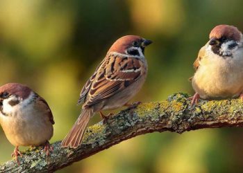 ચકલીઓ ફોટા પૂરતી સિમિત ના રહે તે માટે અભિયાન..