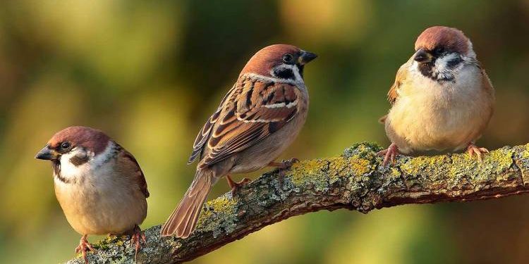 ઘરઆંગણે ફરી ચકલીઓનો કલબલાટ ગુંજે તે માટે જામનગરમાં પ્રયાસ..