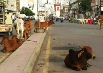 બે ઢોરડબ્બા હાઉસફૂલ..શહેરના રસ્તાઓ પશુઓથી ફૂલ..