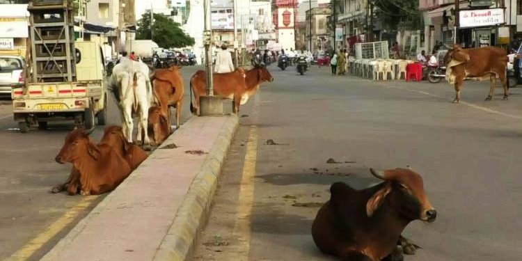 બે ઢોરડબ્બા હાઉસફૂલ..શહેરના રસ્તાઓ પશુઓથી ફૂલ..