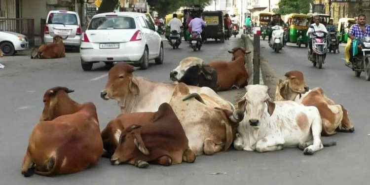 જામનગરના જાગૃત નાગરિકે એસ.પી.ને આ મામલે આપી ફરિયાદ અરજી 