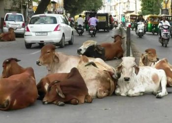 ખંભાળિયામાં રસ્તે રઝળતા ઢોરના ત્રાસ બાબતે પાલિકાને કારણ દર્શક નોટિસ