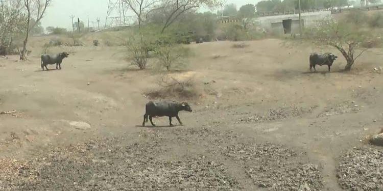 ગૌચર જમીન ઉદ્યોગોને ન ફાળવવા માંગ