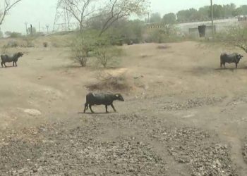 હાલારમાં ૭ લાખ પશુના ઘાસ-પાણી માટે ભાંભરડા,મુંગા પશુઓની અસહ્ય વ્યથા