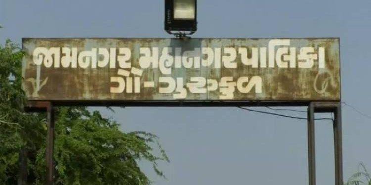 કોર્પોરેશનના ઢોરના ડબ્બામાંથી મરેલા પશુ ક્યા જાય છે.?