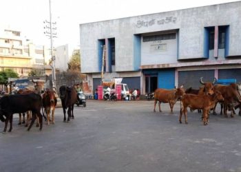 ઢોરના ત્રાસ સામે જાહેરનામું,પણ સવાલ એ કે કોનું ઢોર કેમ નક્કી કરશો.?