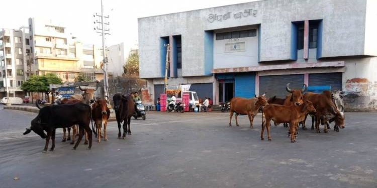 ઢોરના ત્રાસ સામે જાહેરનામું,પણ સવાલ એ કે કોનું ઢોર કેમ નક્કી કરશો.?