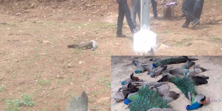 રાષ્ટ્રીય પક્ષીના મોત મામલે કંપની સામે ફોજદારી કરો..