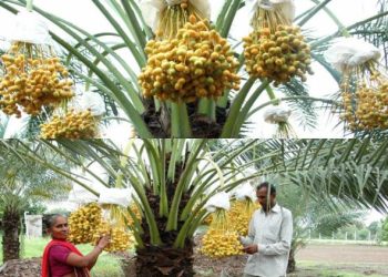 ટપક સિચાઇ પધ્ધતિ દ્રારા ખારેકની જૈવિક ખેતી..