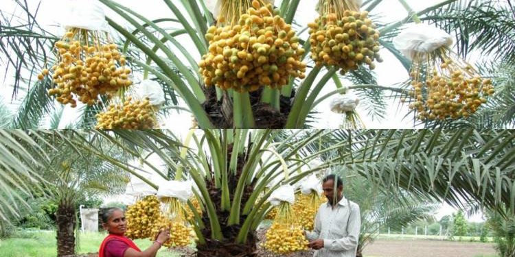 ટપક સિચાઇ પધ્ધતિ દ્રારા ખારેકની જૈવિક ખેતી..