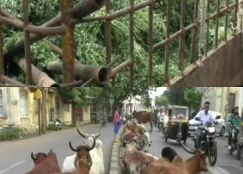 ઢોર મામલે ફરી જાહેરનામુ કરીને સંતોષ માનતા કમિશ્નર…