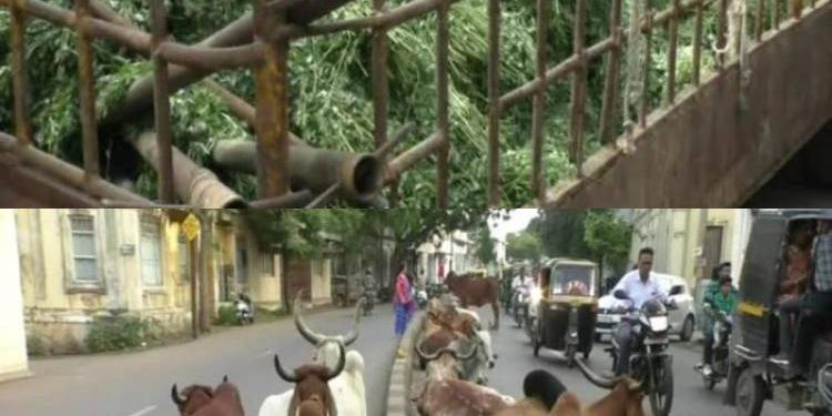 ઢોર મામલે ફરી જાહેરનામુ કરીને સંતોષ માનતા કમિશ્નર…