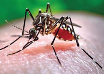 ચેતજો…જામનગરમા ડેન્ગ્યુનો પણ હાહાકાર…