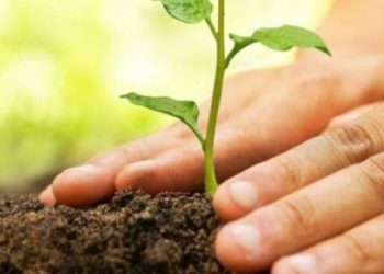 ૧૬ લાખ વૃક્ષવાવેતરના બણગા..કેમ જાણો…