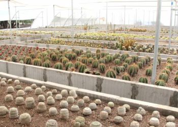 ગુજરાતનુ પ્રથમ કોમર્શીયલ કેક્ટસ ફાર્મ બાદનપરમા…